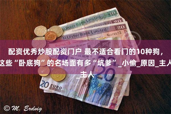 配资优秀炒股配资门户 最不适合看门的10种狗，这些“卧底狗”的名场面有多“坑爹”_小偷_原因_主人